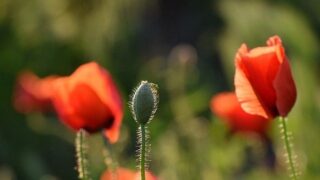 学校に合わなくなることもある 一般財団法人 東京サドベリースクール